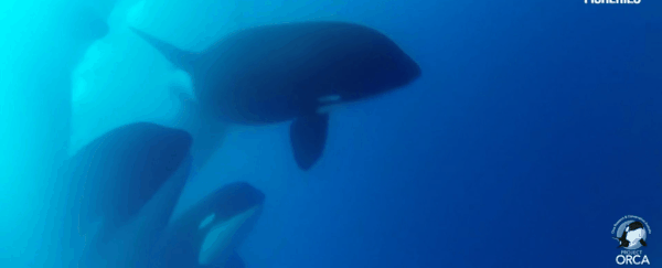 Scientists think they have spotted a mysterious 'legendary' orca species