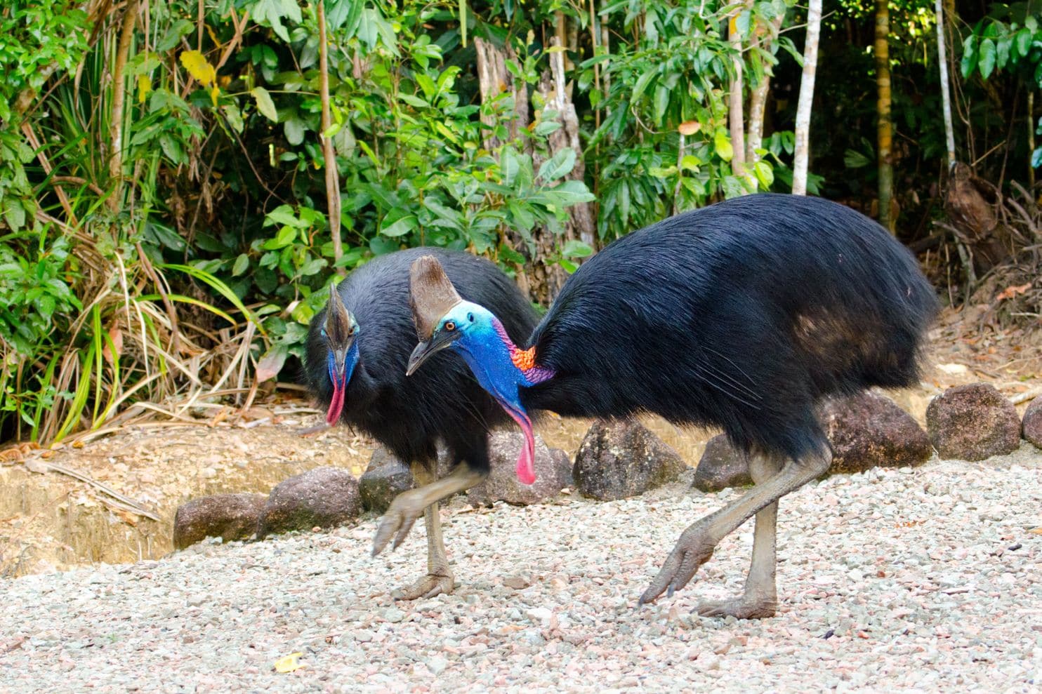 Image result for A cassowary Florida man