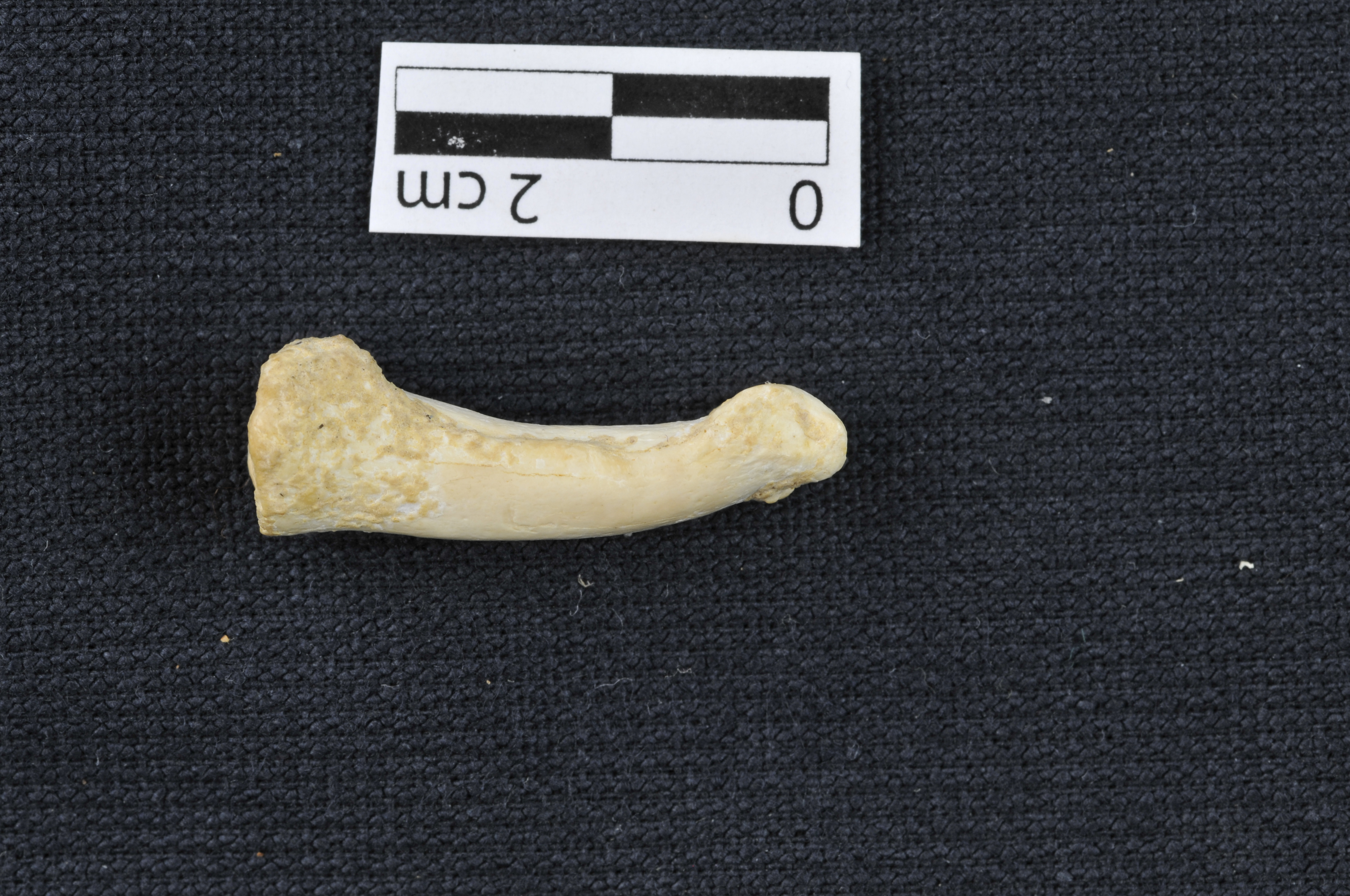 Homo luzonensis toe bone (Callao Cave Archaeology Project)
