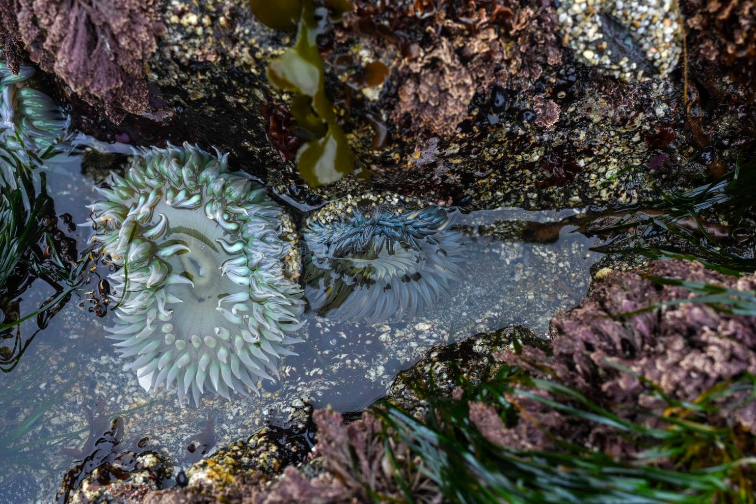 A sunburst sea anemone, right, has taken up residence at horseshoe Cove (Michael Robinson Chavez/The Washington Post)