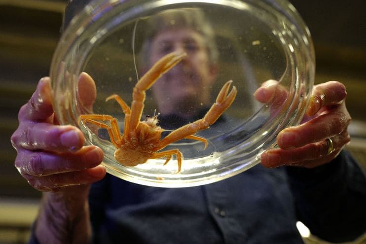 Sanford holds a Pelagic red crab, a newly arrived warm water marine species. (Michael Robinson Chavez/The Washington Post)