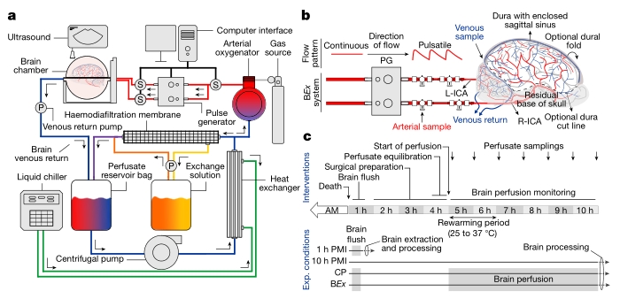 brainex schematic