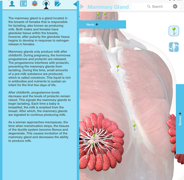 female chest muscle anatomy milk ducts screenshot 2