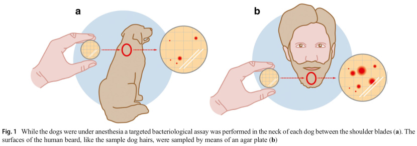 fig 1 dog beard paper