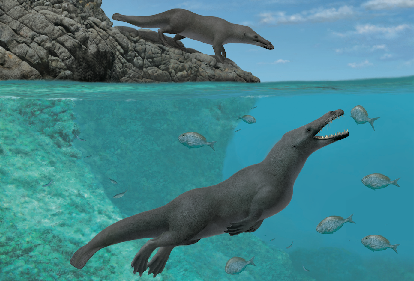 Artistic reconstruction of newly discovered Peregocetus pacificus. (Alberto Gennari/Cell Press)