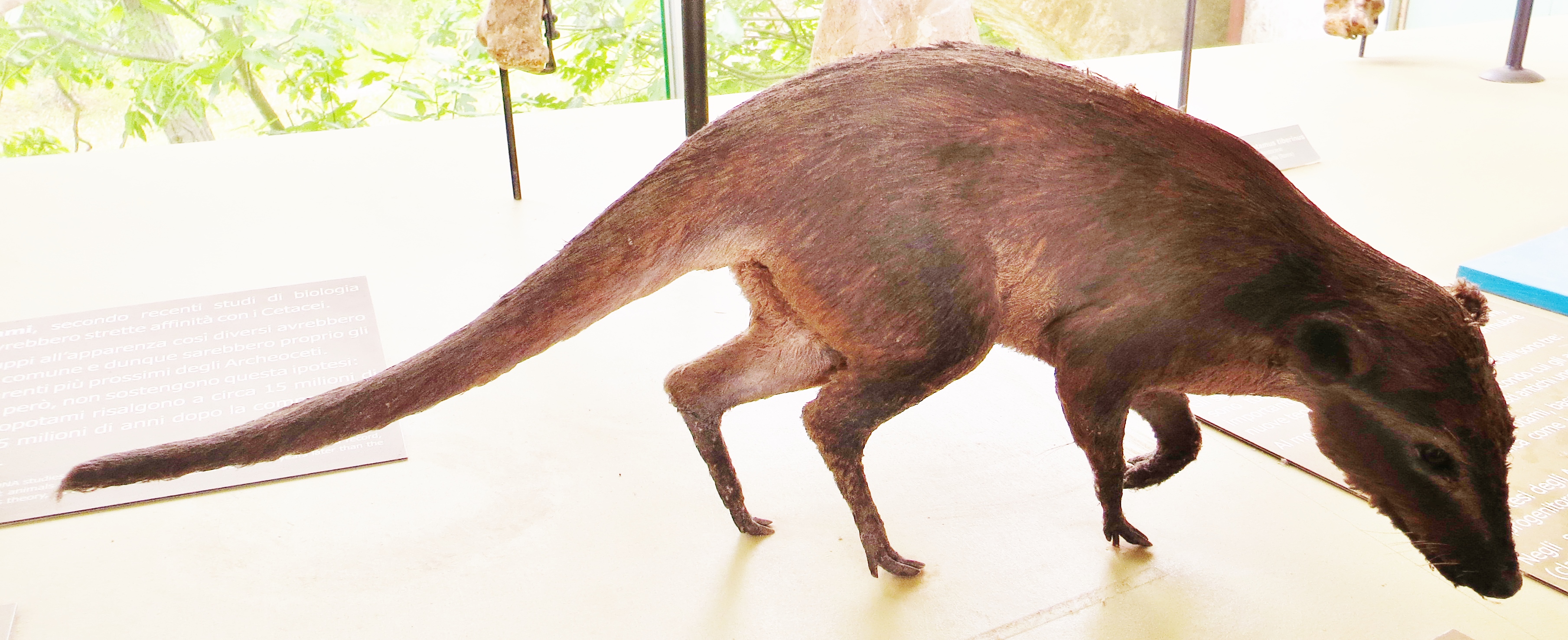 Indohyus, a furry ancestor of modern whales. (Ghedoghedo/Wikimedia Commons/CC BY-SA)