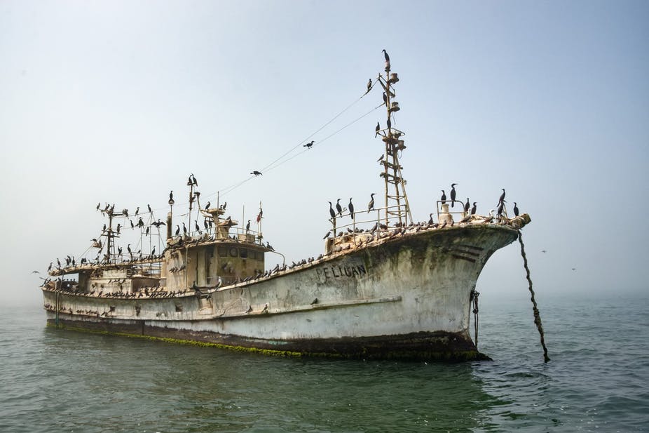 A ghost ship off the coast of Peru, home to the biggest fishery on the planet, has become an unlikely nesting site for guanay cormorants and Peruvian boobies. (Hugh Pearson/Silverback/Netflix)