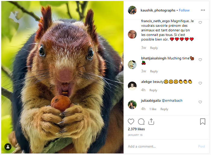 giant squirrel insta1