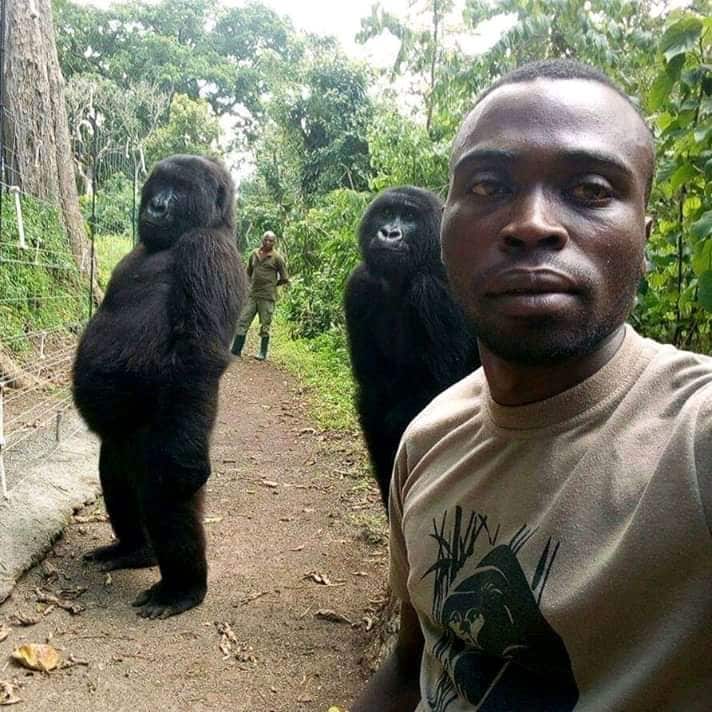Gorillas caught in viral selfie standing tall 'like humans'. Here's