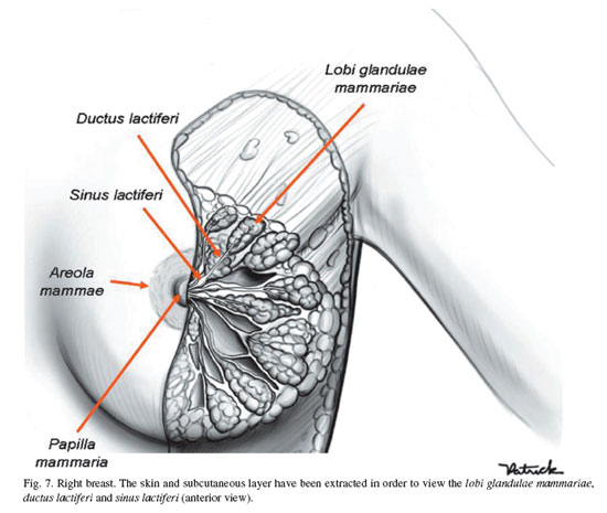 mammary gland image 2006