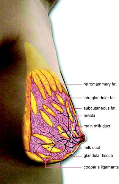 Milk ducts image: Anatomy experts explain the viral photo