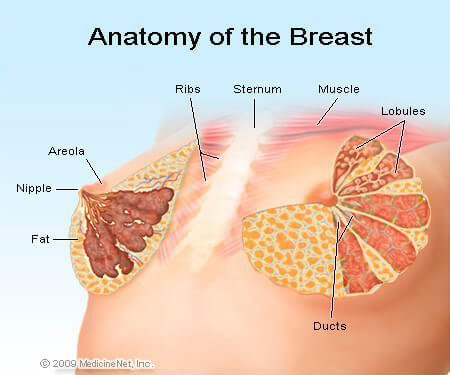 Parts of the Breast: Areola, Nipple, Milk Ducts & More