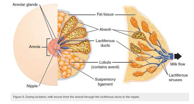 milk ducts online lumenlearning