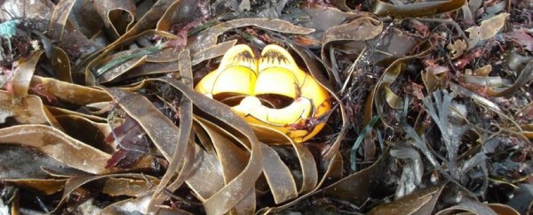 Garfield phones have polluted France's coastline for decades, and we finally know why