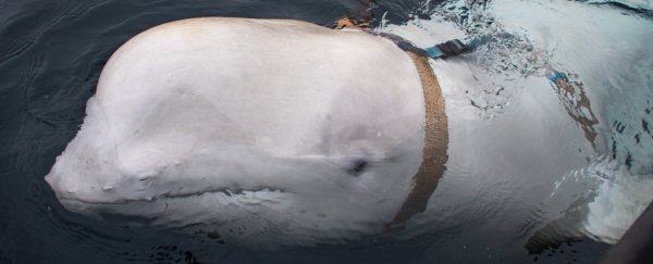 Mysterious whale wearing a strange harness is suspected of being a Russian operative
