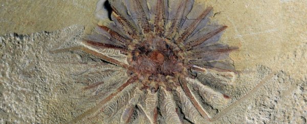 This creepy ancient Creature Had 18 Tentacles for Stuffing Food Into Its Gaping Mouth
