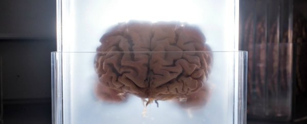 How long does a human head actually remain conscious after being cut off?