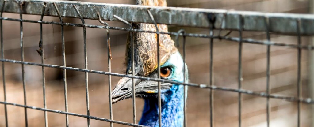 Fejl Rig mand Waterfront Florida Man Killed by His Cassowary, Huge Species Known as 'World's Most  Dangerous Bird'
