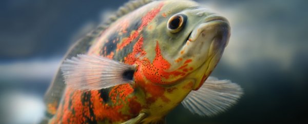 In a first, a man who abandoned his fish has been charged with animal cruelty