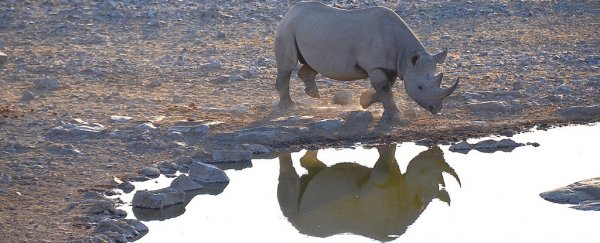 Suspected rhino poacher in Africa has been trampled by an elephant and eaten by lions