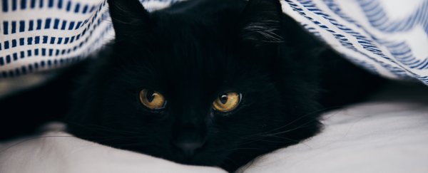 Study shows our cats do know their names, they just choose to ignore us