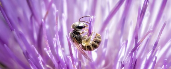 Woman's 'eye infection' turns out to be 4 bees stuck inside, drinking her tears