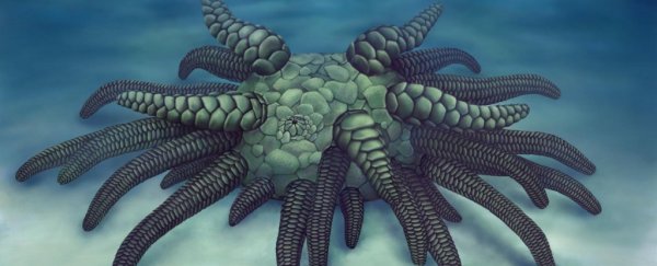 Newly discovered ancient sea creature is the world's most underwhelming Cthulhu