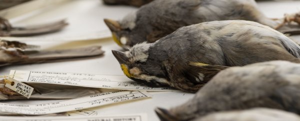 Human cities are turning some birds into 'super colliders', and it's killing them