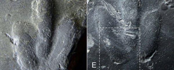 Scientists find perfectly preserved dinosaur 'fingerprints' like nothing seen before