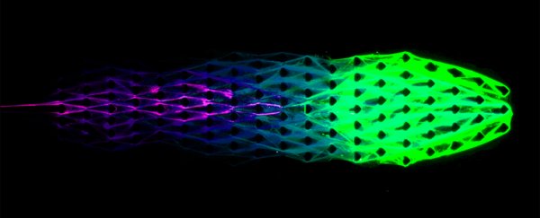 Cornell engineers create a robotic material that displays 3 of the key traits for life