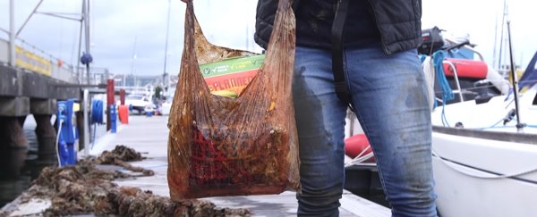 Scientists dig biodegradable bags up after 3 years and, yeah, the results aren't good