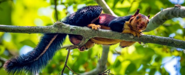 Check out these incredible photos of a huge, rainbow-coloured squirrel in India
