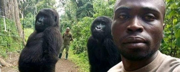 Gorillas caught in viral selfie standing tall 'like humans'. Here's what's going on