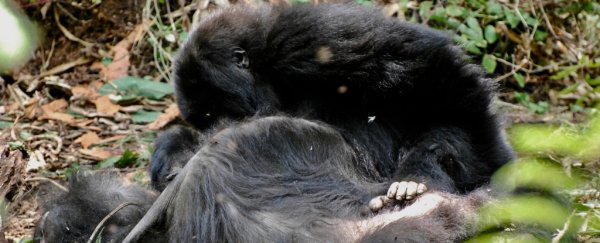 Gorillas seen grooming and holding corpses, suggesting a deep curiosity over death