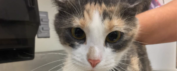After uproar, USDA terminates controversial experiments infecting cats with parasites