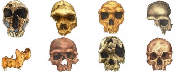 A new paper reveals the amazing evolution of the human face