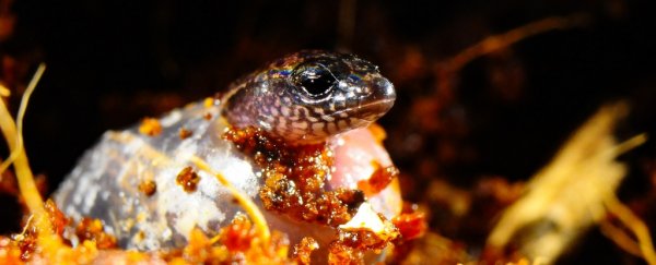 A Lizard Laid Eggs And Gave Birth to Live Young In One Pregnancy, In Scientific First