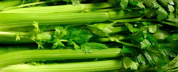 Sorry: study confirms there's no such thing as a negative calorie food