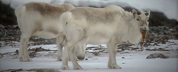 Svalbard Reindeer Are So Starving They've started Eating Seaweed