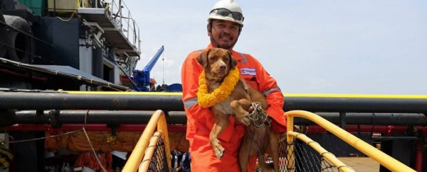 Oil rig workers rescue a dog found swimming in the ocean miles from the coast