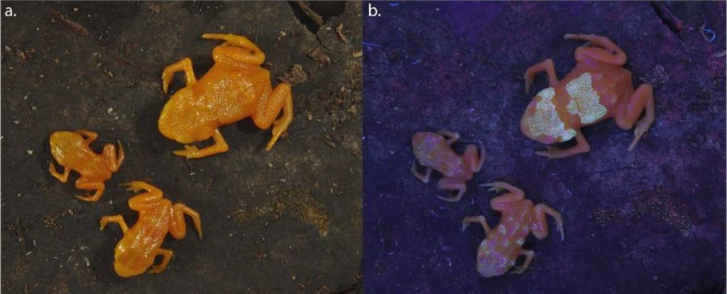Scientists have discovered these toxic frogs have bones glowing through their skin