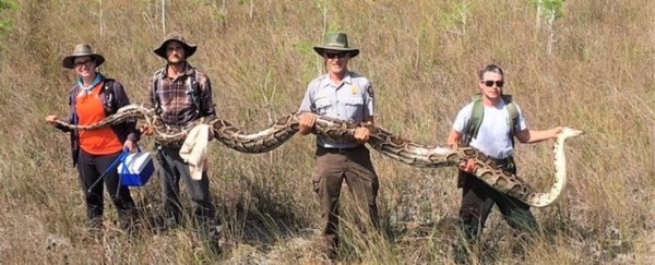 A 17-foot python just caught in the Florida Everglades has set a devastating record