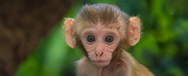 Ethically fraught experiment has produced monkeys with added human brain genes