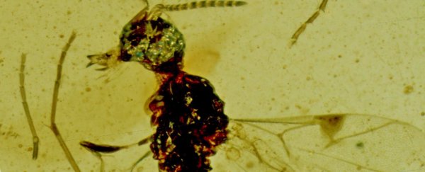 This strange ancient wasp found in amber was named after Dracula, and we can see why