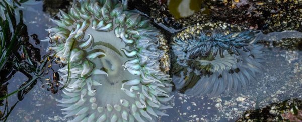 Lost, confused sea creatures keep washing up on California's beaches