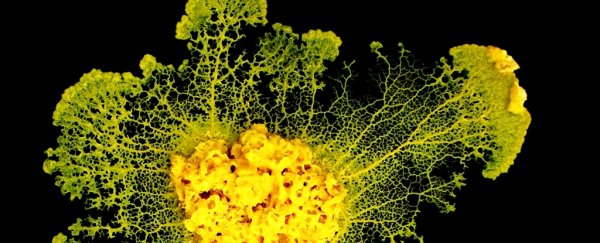 This brainless slime learns and remembers by slurping stuff from its environment