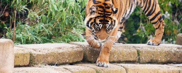 A precious Sumatran tiger attacked keeper as she was in the enclosure 'due to error'