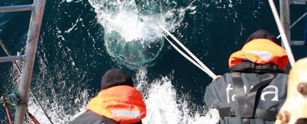 Almost 200,000 never-before-seen viruses were just discovered hidden in our oceans