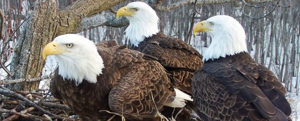 A rare family of 3 eagles has been spotted raising a nest together