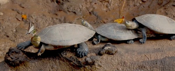 Incredible footage shows butterflies drinking turtle tears and human urine to survive